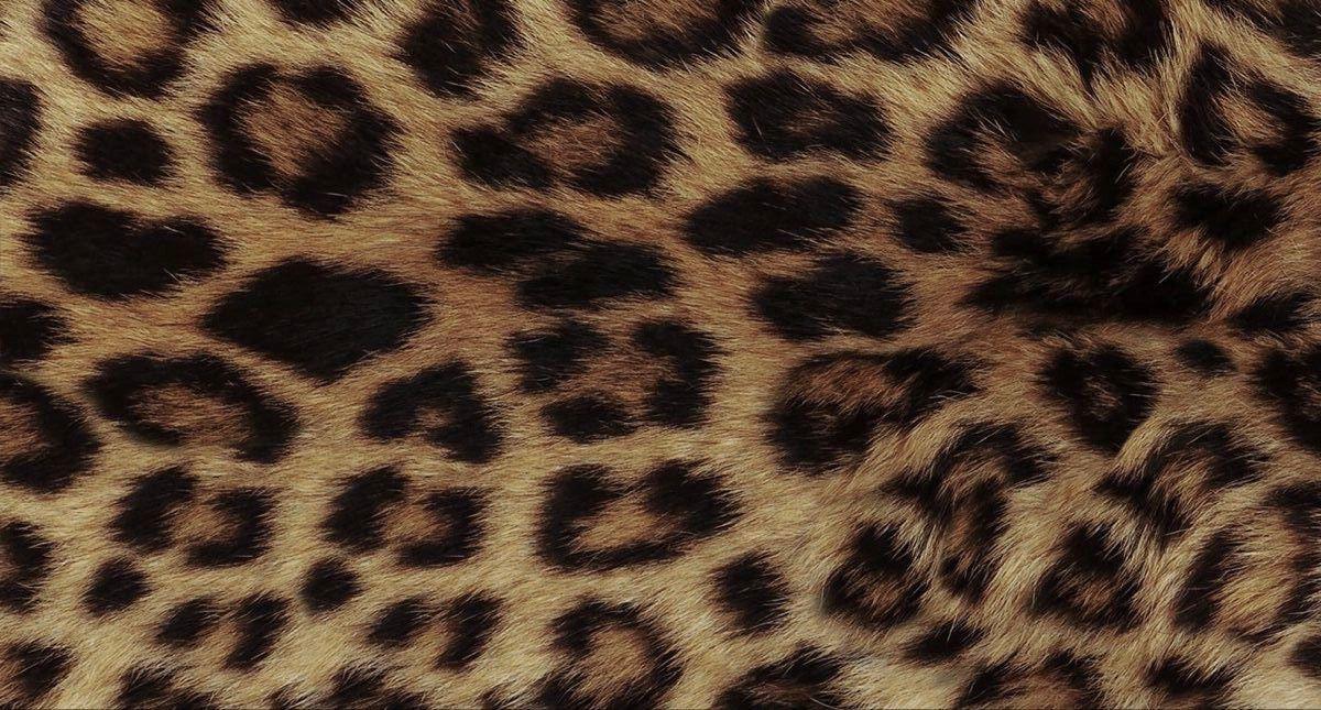 Cover image from Leopard Luxe: 2024's Trend Forecast